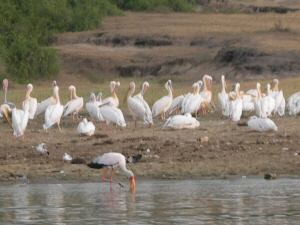 pelicans in uganda