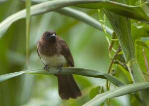 birding uganda