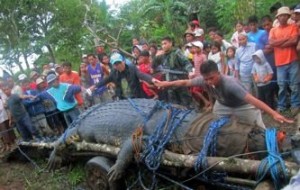 Largest crocodile Lolong dead 