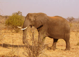 Botswana safari tours