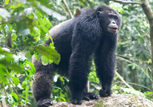 chimpanzee in Uganda Kibale forest