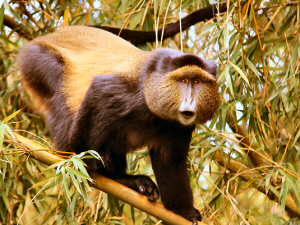 golden monkey primate