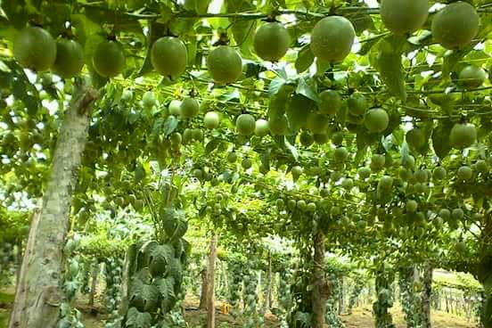 passion fruit in uganda