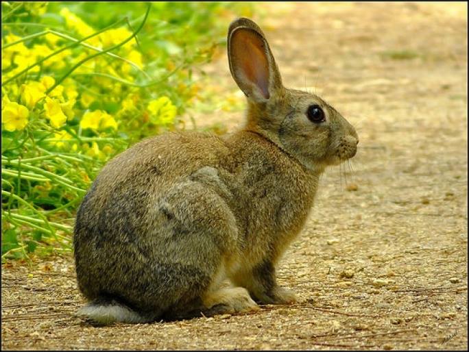 rabbits uganda