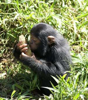 chimpanzee  uganda
