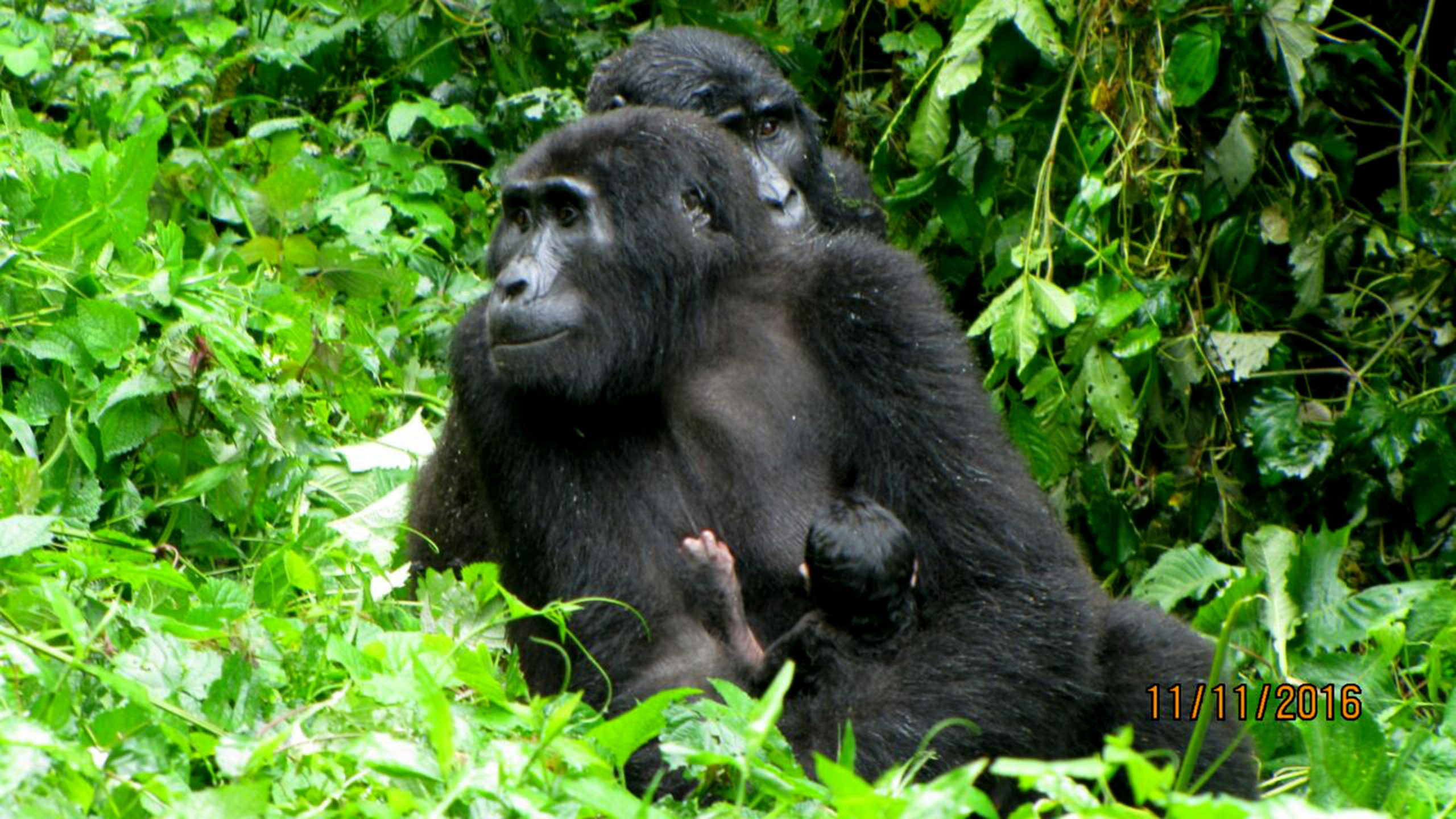 baby gorilla Bwindi