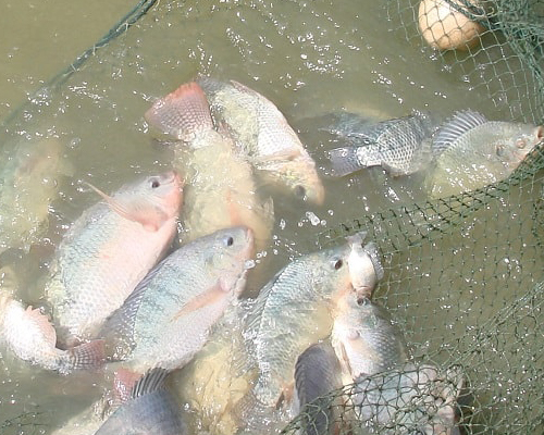 fish farming uganda