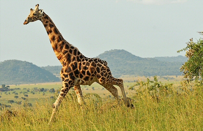 kidepo safari giraffe
