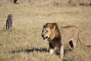 Botswana safari holidays